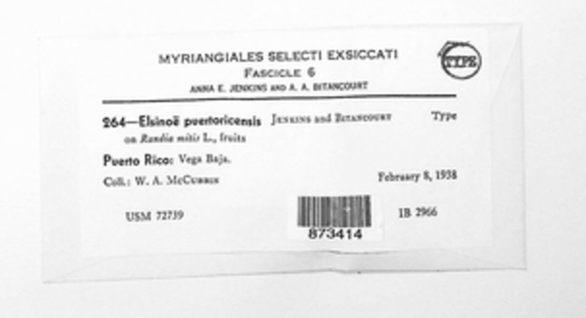 Elsinoe puertoricensis image